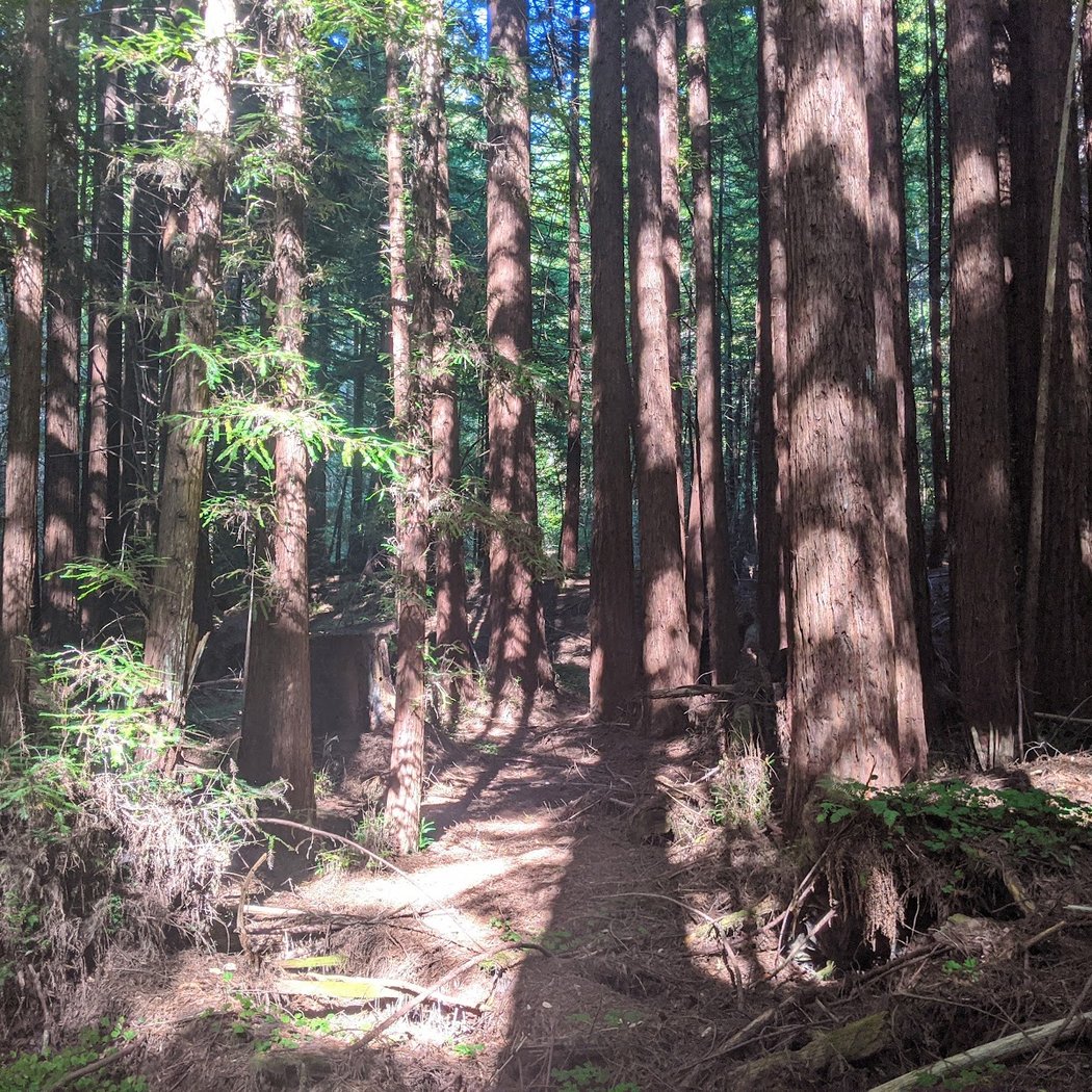 Pescadero Creek Park 3