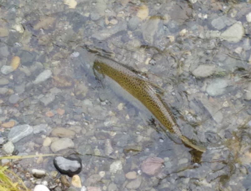 Salmon SEEson 1