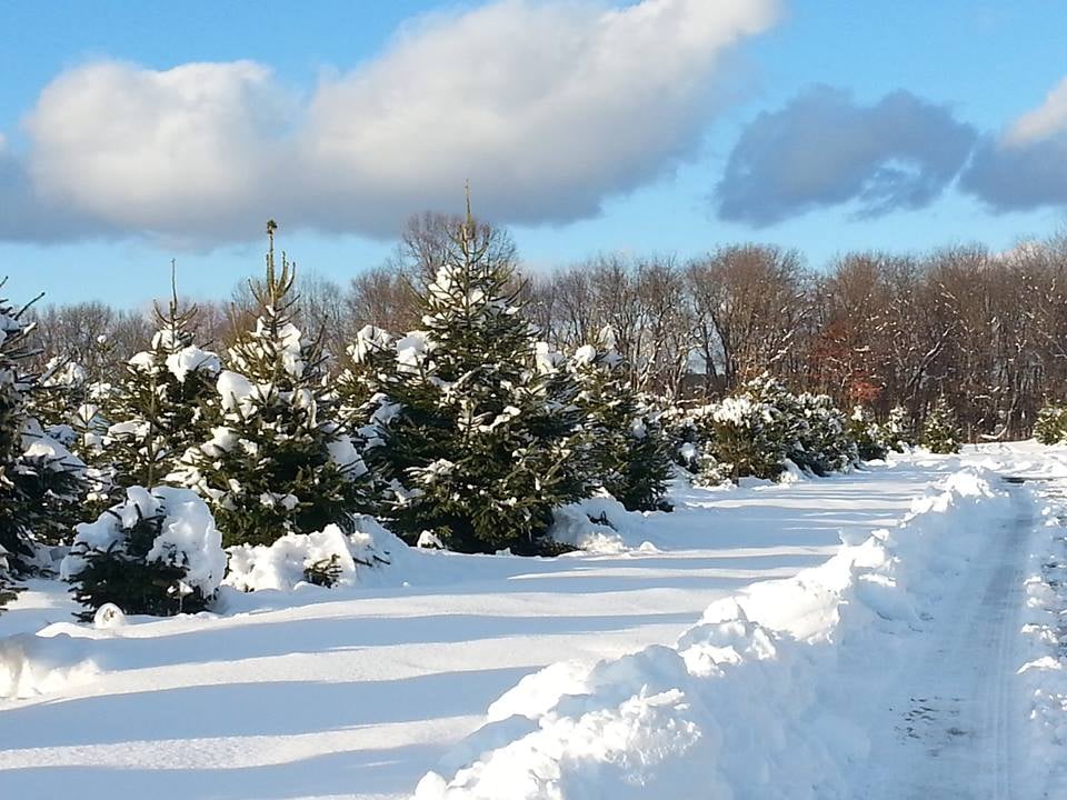Westman's Christmas Tree Farm 1