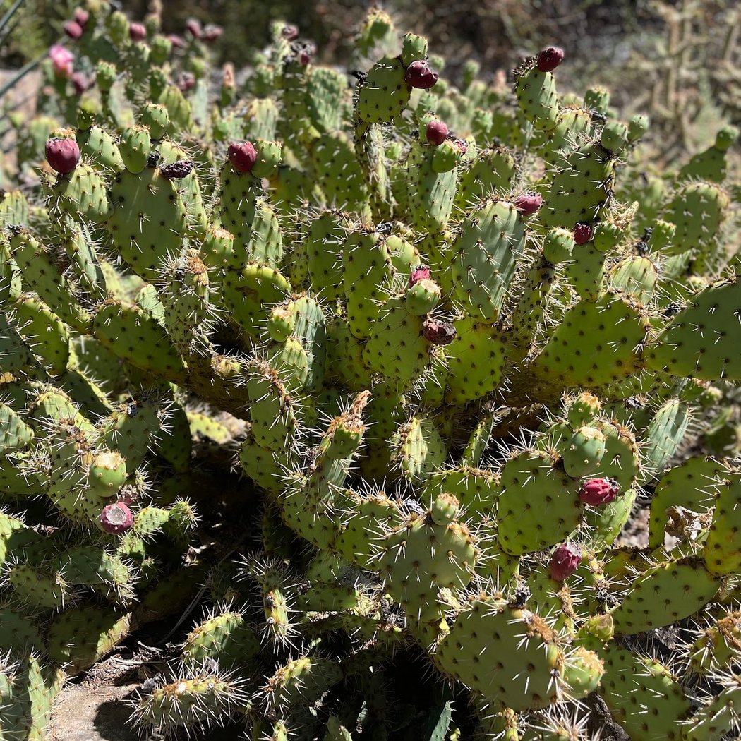 Wayne Roderick Lecture: Succulents and Bulbs of South Africa 1
