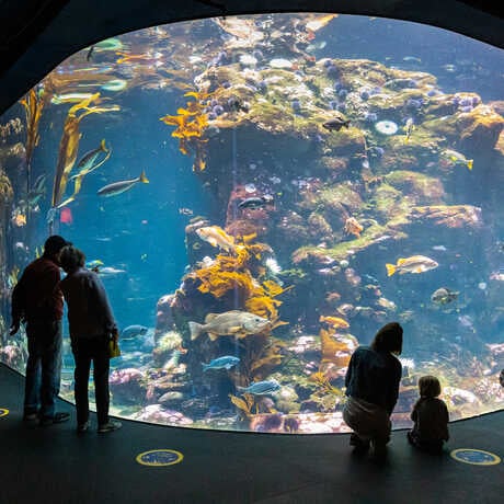 Steinhart Aquarium 4