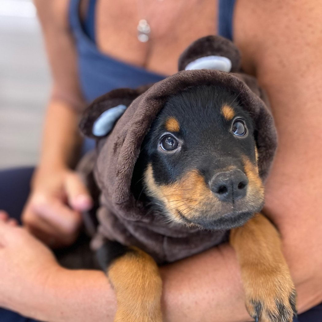 Rottweiler Puppy Yoga 3