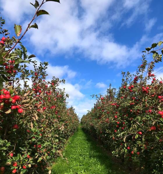 Mead Orchards 1