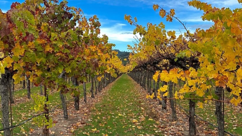 Bella Montagna Winery 2