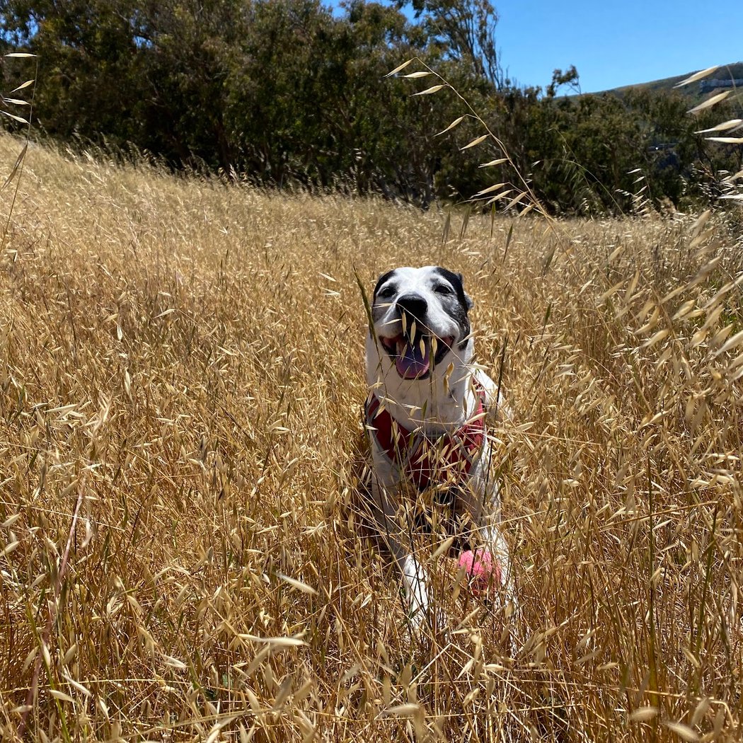 McLaren Park Dog Play Area 1