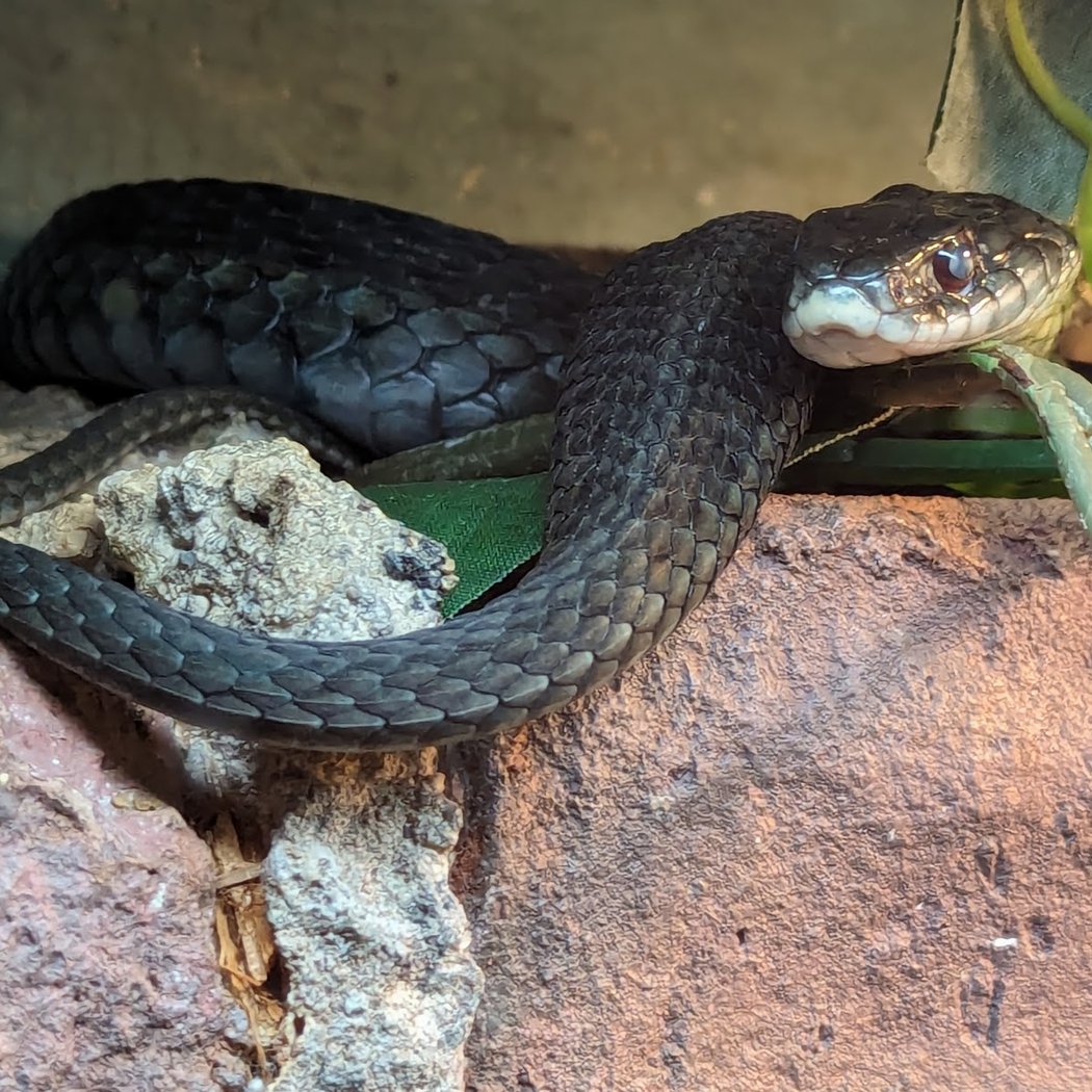 Amphibians, Reptiles, and Fish Museum 1