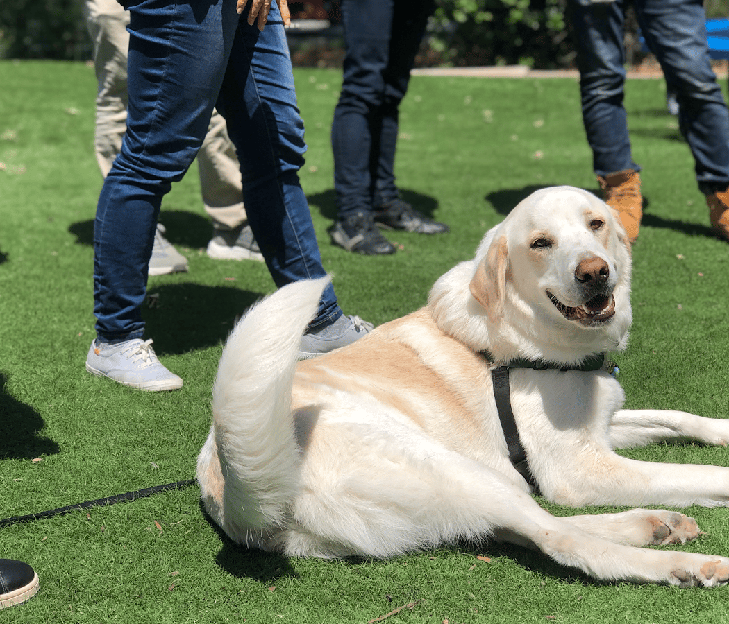 Canine Good Citizen 4