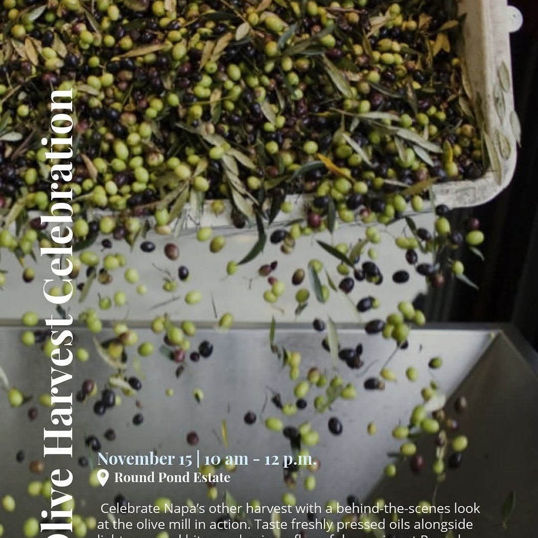 Olive Harvest Celebration 1