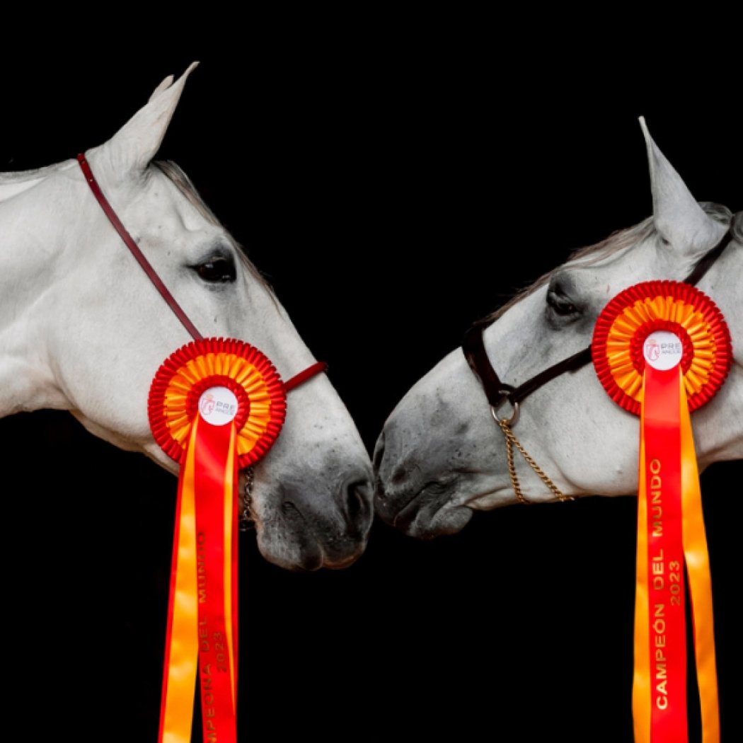 SICAB Feria Internacional del Caballo 1