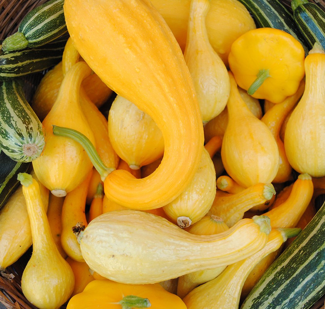 Cucurbit Celebration 1