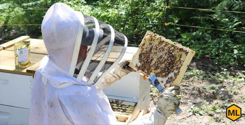Hands-on Beekeeping Class 2