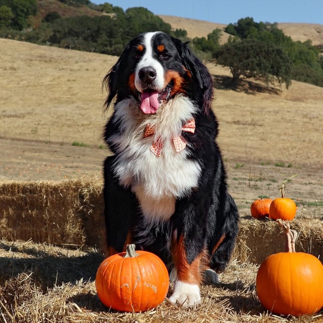 Grossi Family Farm Pumpkin Patch 1