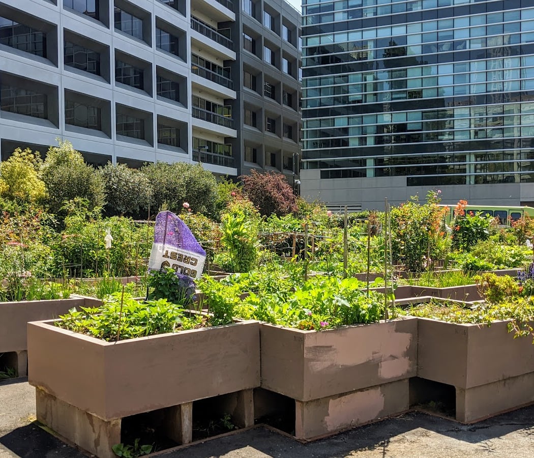 Alice Street Community Gardens 3
