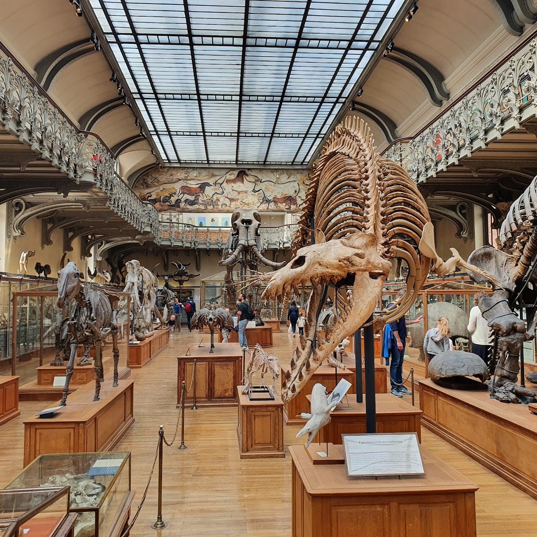Galerie de Paléontologie et d’Anatomie comparée 3