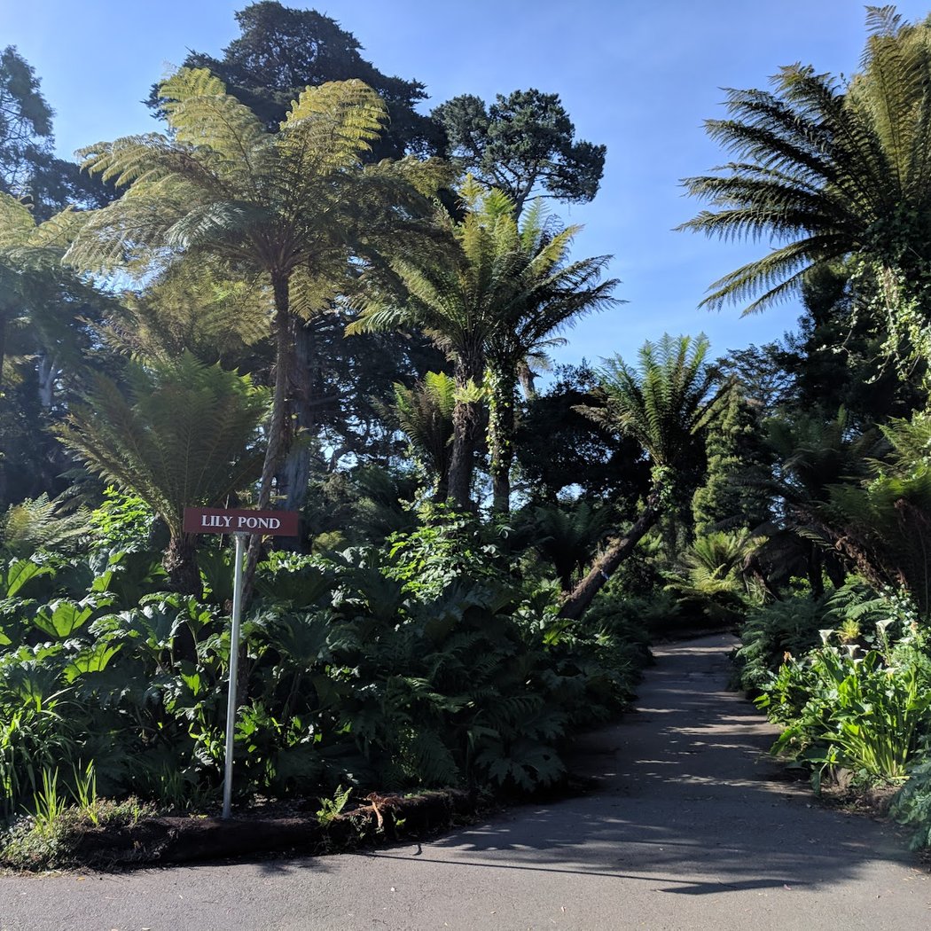 Lily Pond 3
