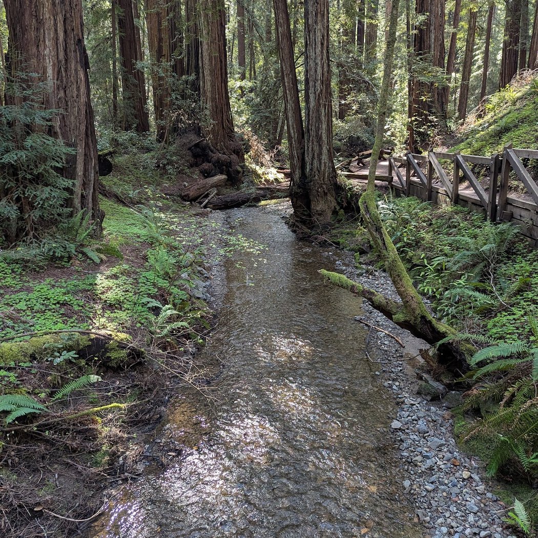Forest Immersion Walk 3