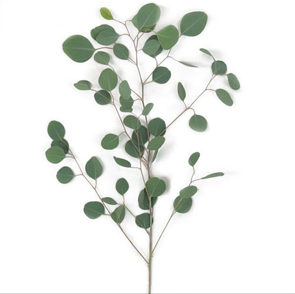 Crepe Paper Eucalyptus Branch 1