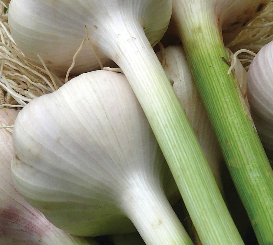 Growing Garlic 1