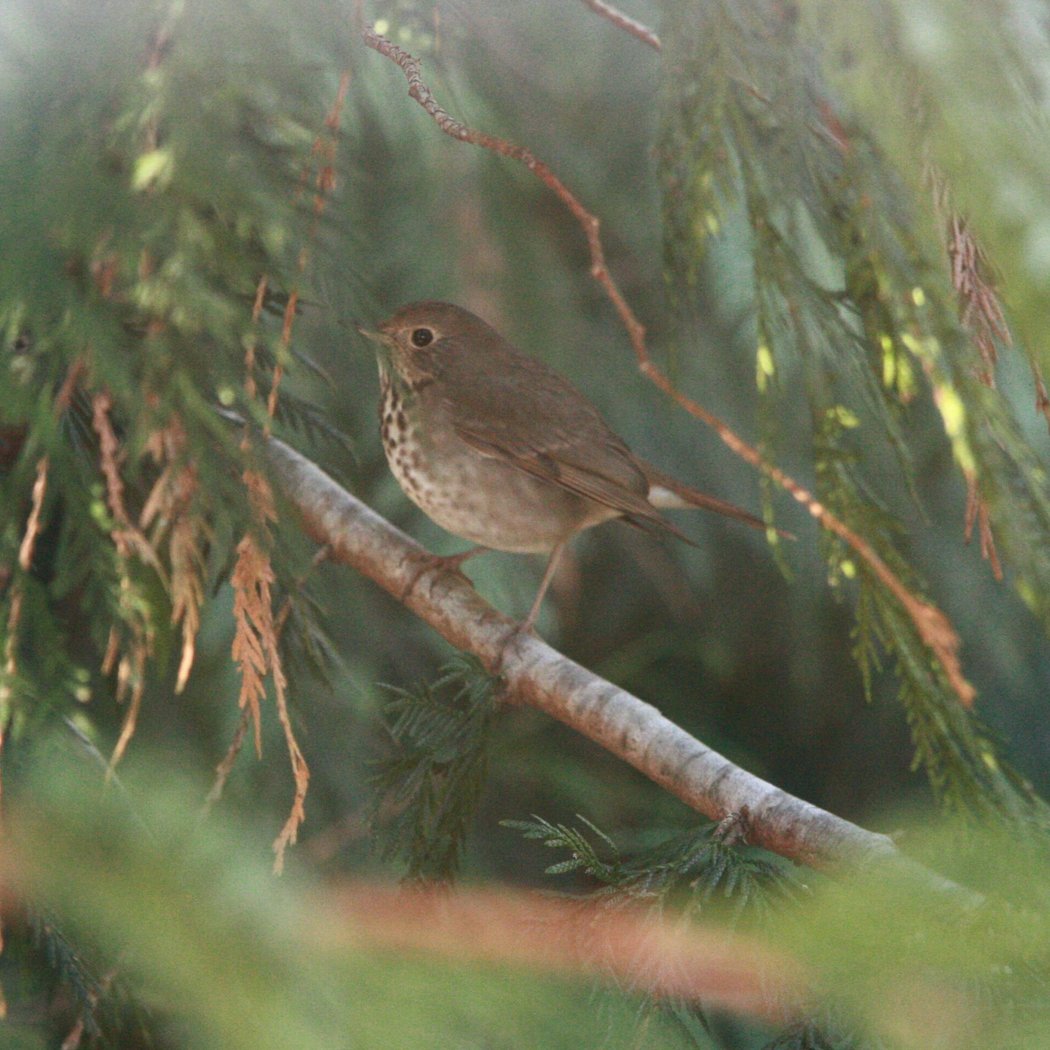 Winter Bird Walk 2