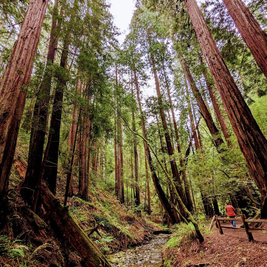 2026 Mt. Tam Wild Boar Half Marathon & 10K 3