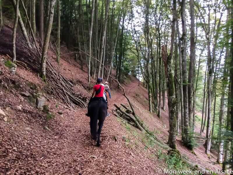 Horseback Riding Trails at Cheval Alsace 3