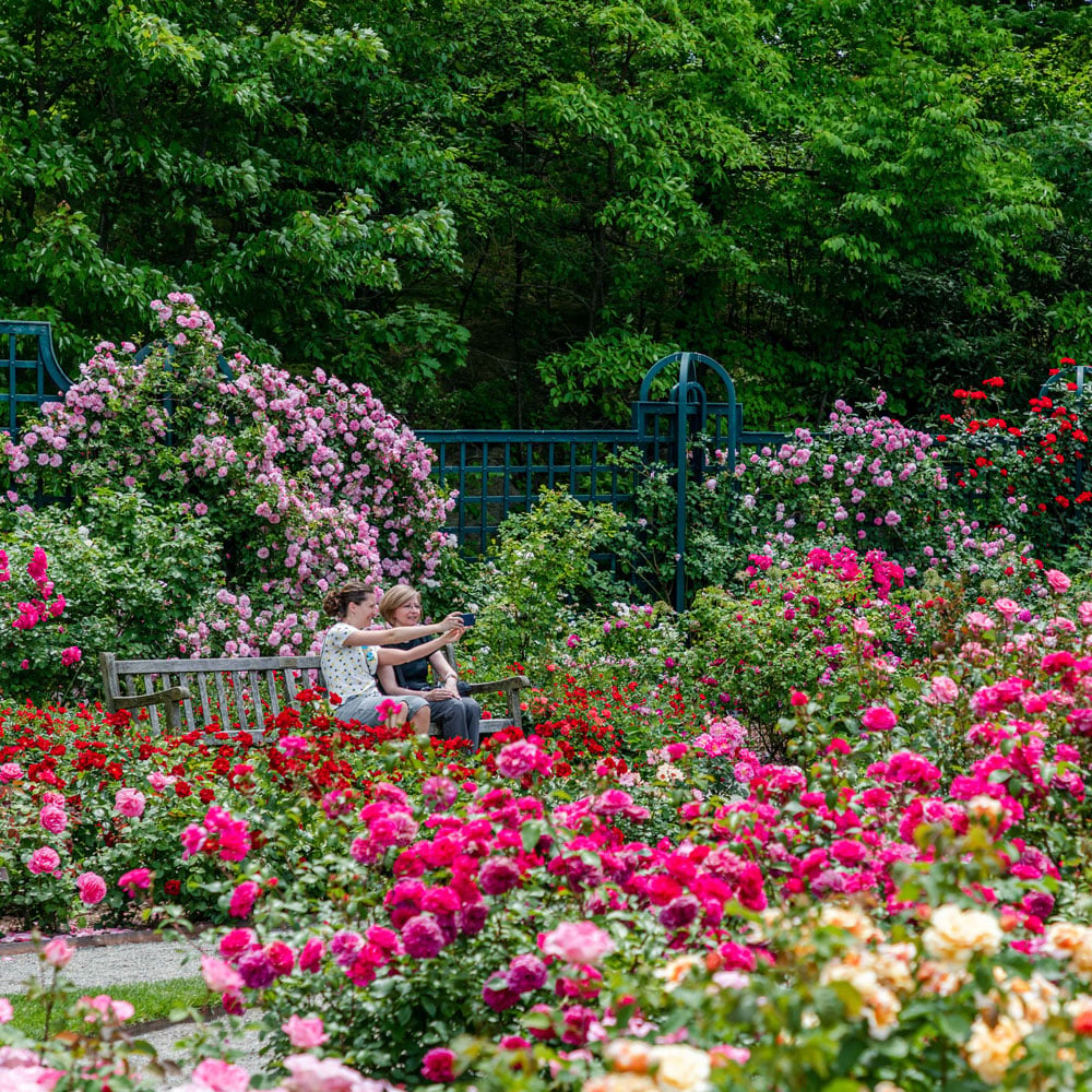 Peggy Rockefeller Rose Garden, NYBG 1