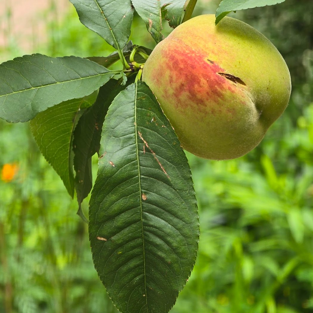 Peach Tree Garden 1