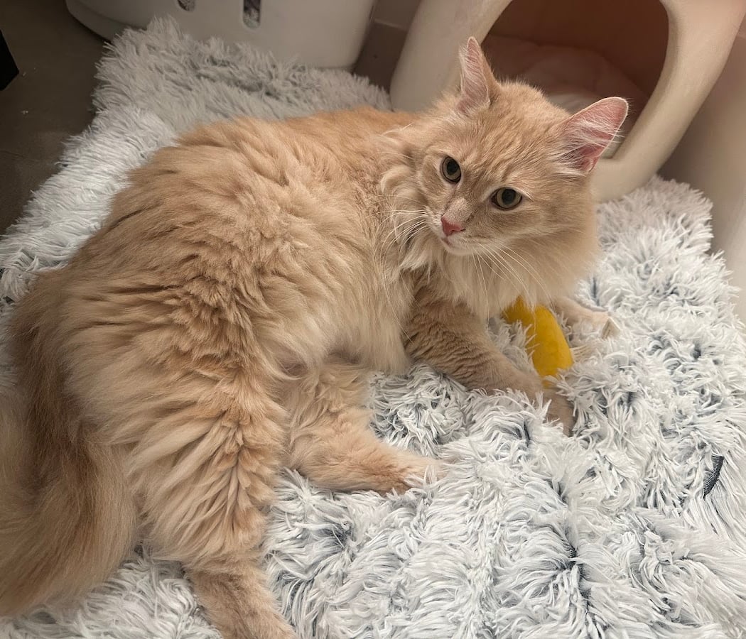 Waived Adoption Fees Weekend 3