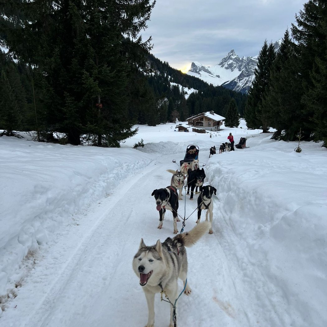 Antarctic Road | Sled Dog & Travel Dog | Traineau à chiens & Cani-balade 3