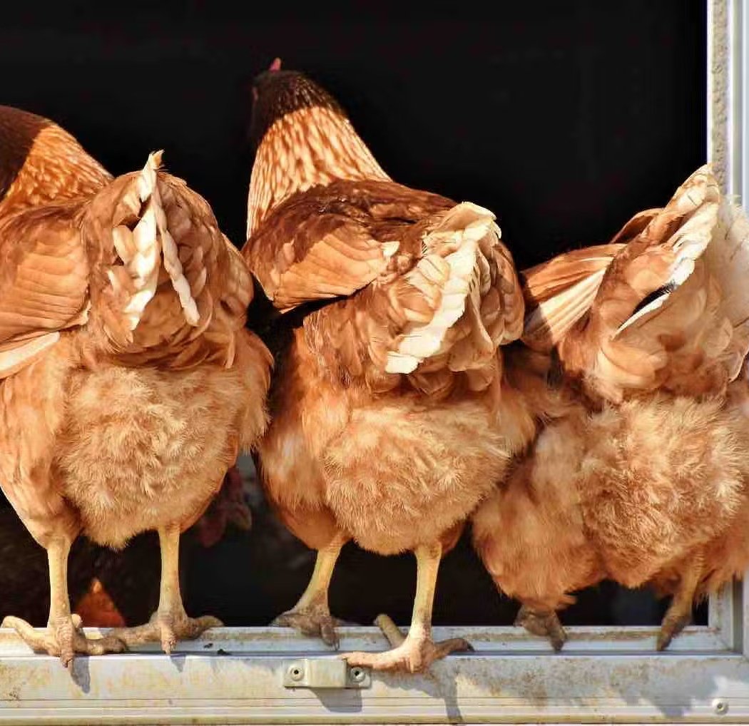 Ferme Pédagogique du Jardin d'Éole 2