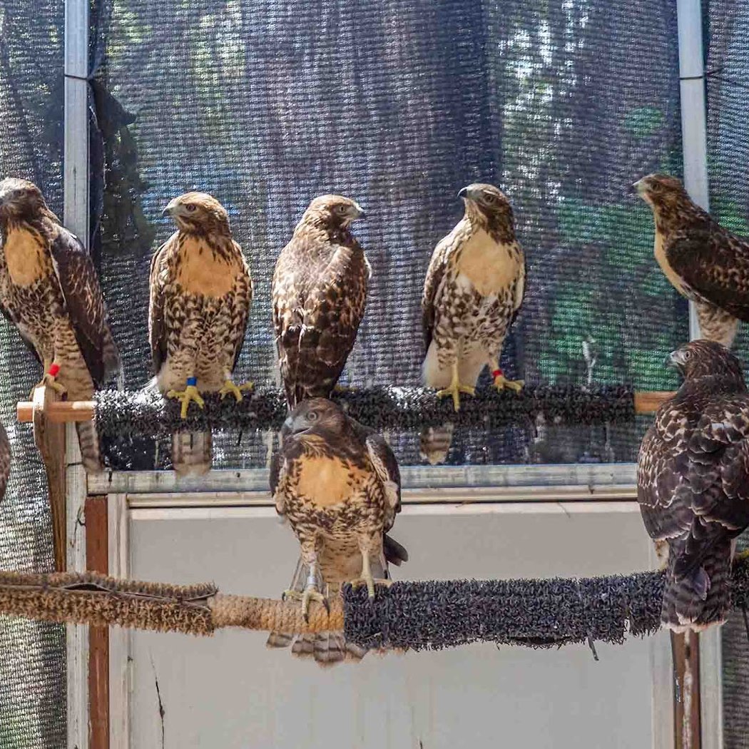 Napa Wildlife Rescue 2