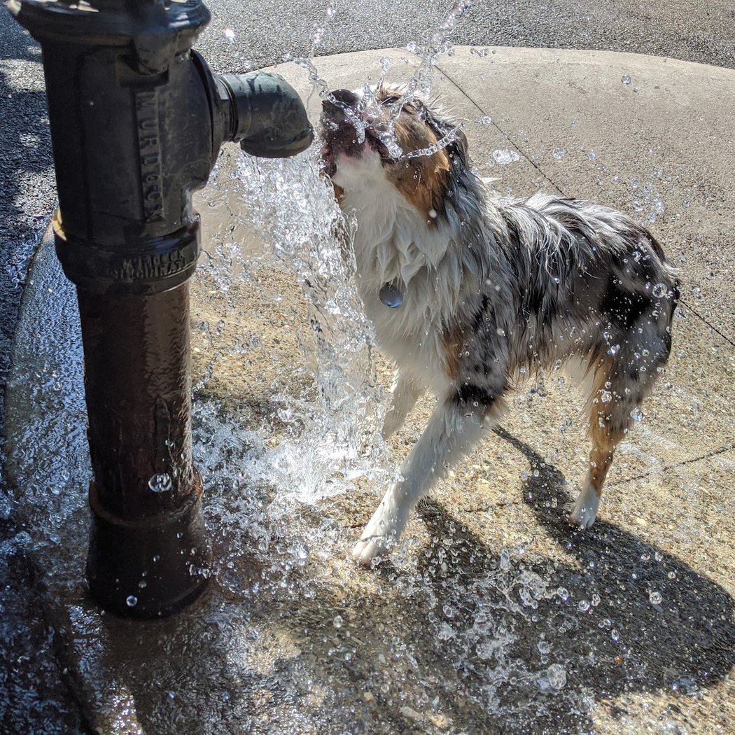 Sirius Dog Run 1