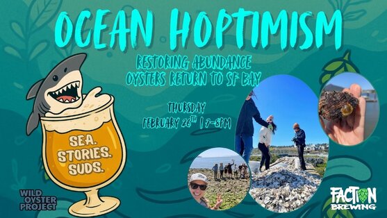 Oysters Return to SF Bay 1