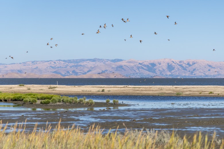 Shorebird Park 1