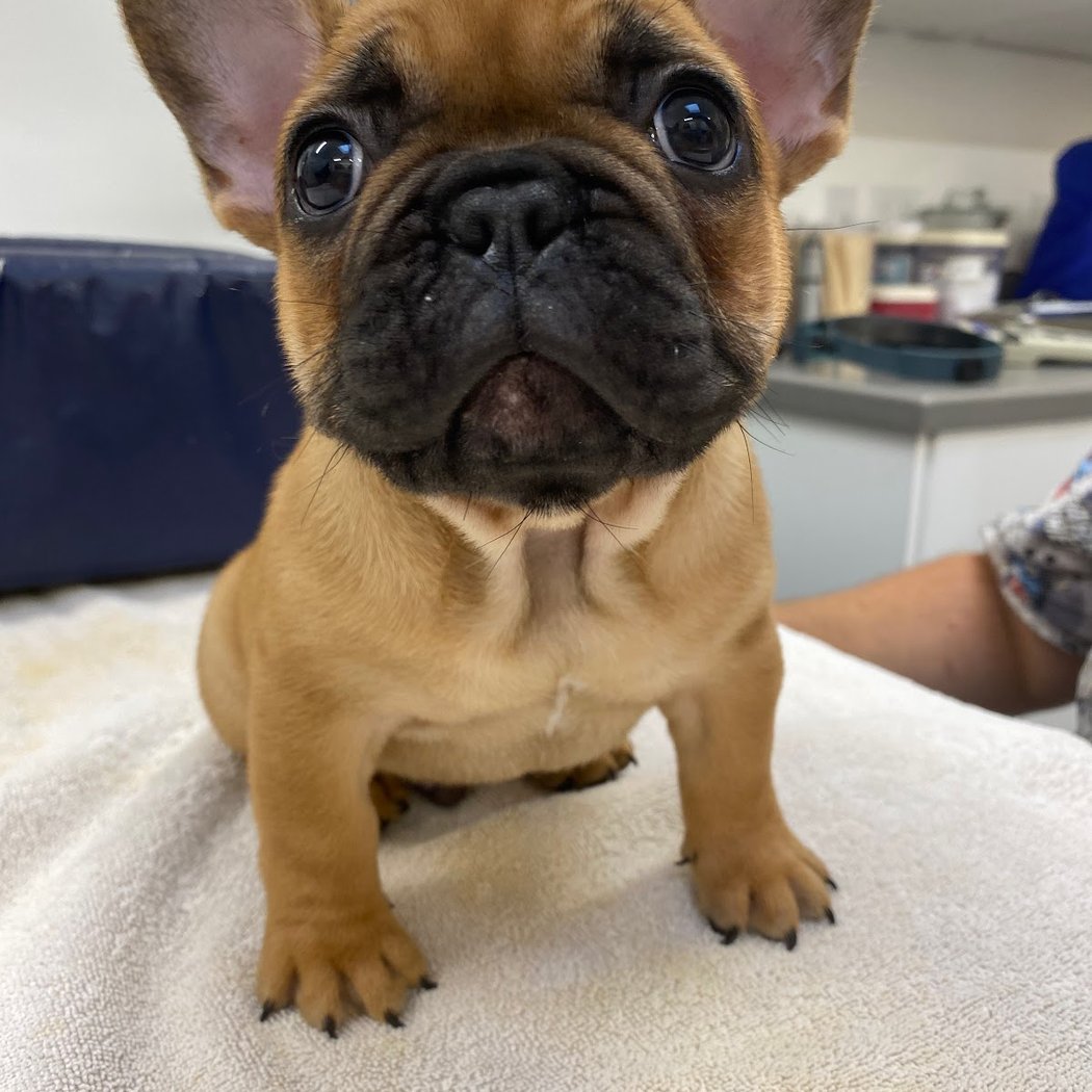 San Anselmo Animal Hospital 1