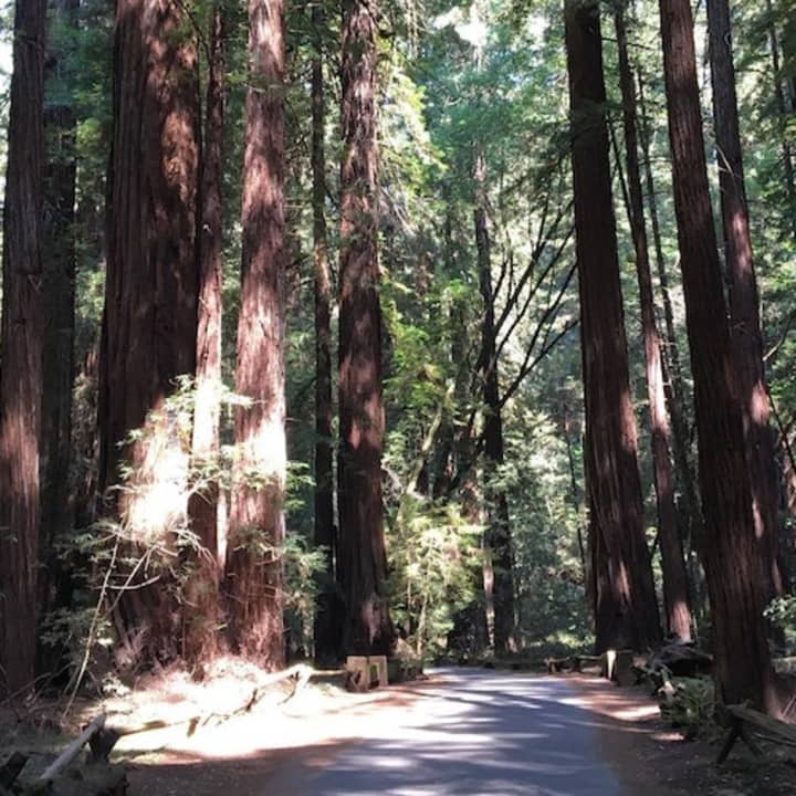 Muir Woods: Half-Day Trip from San Francisco 2