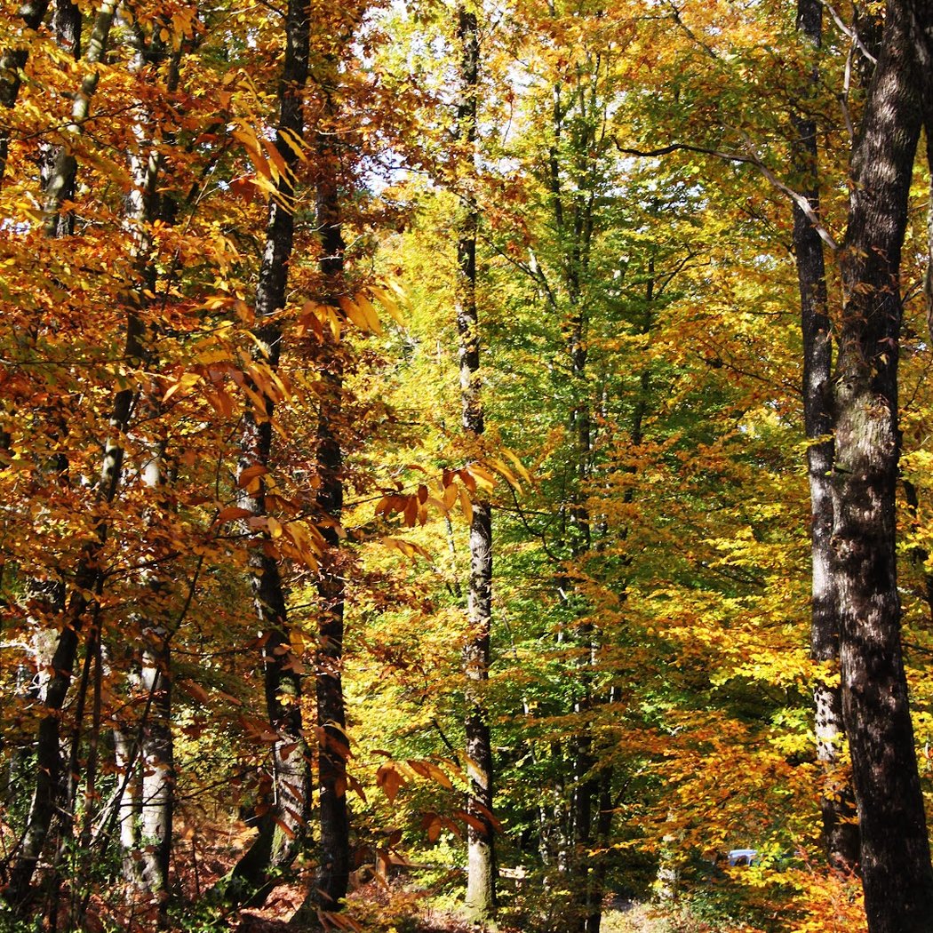 Forêt Domaniale de Sillé 1