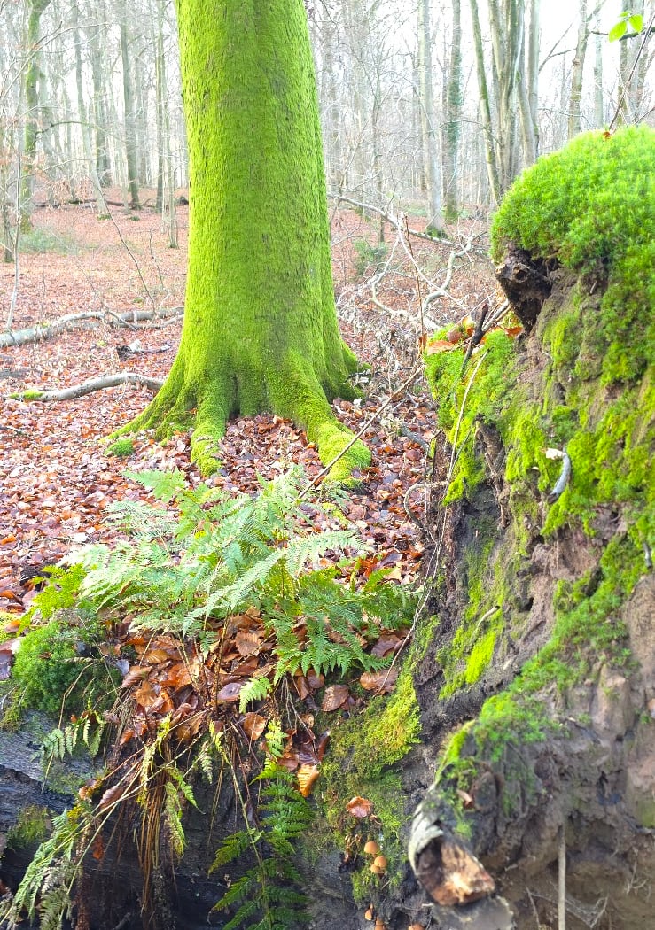 Forêt de Compiègne 4