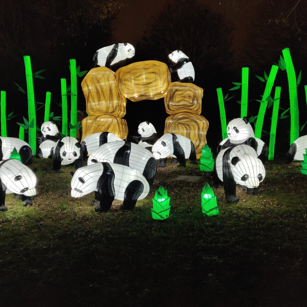 Jungle en voie d’illumination 2