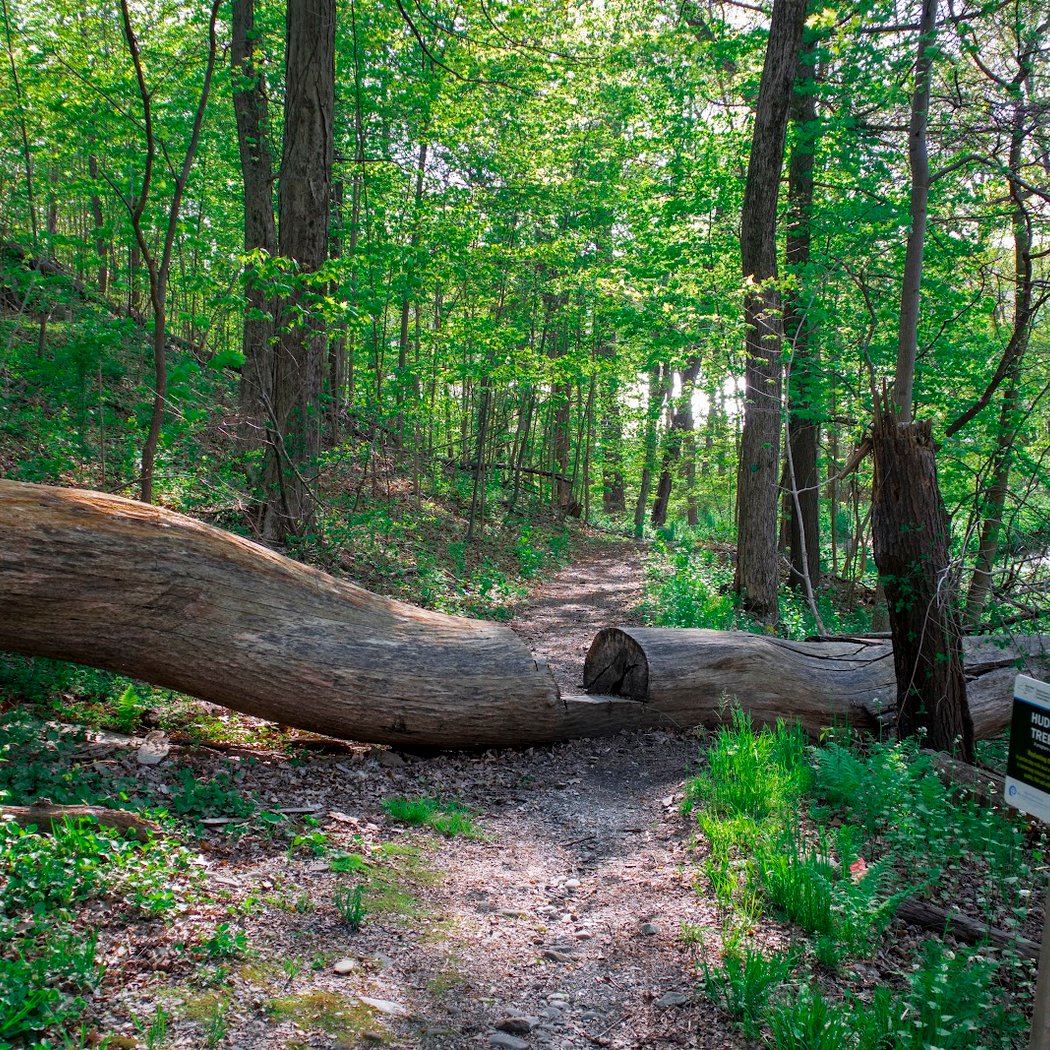 Fern Tor Nature Preserve 2