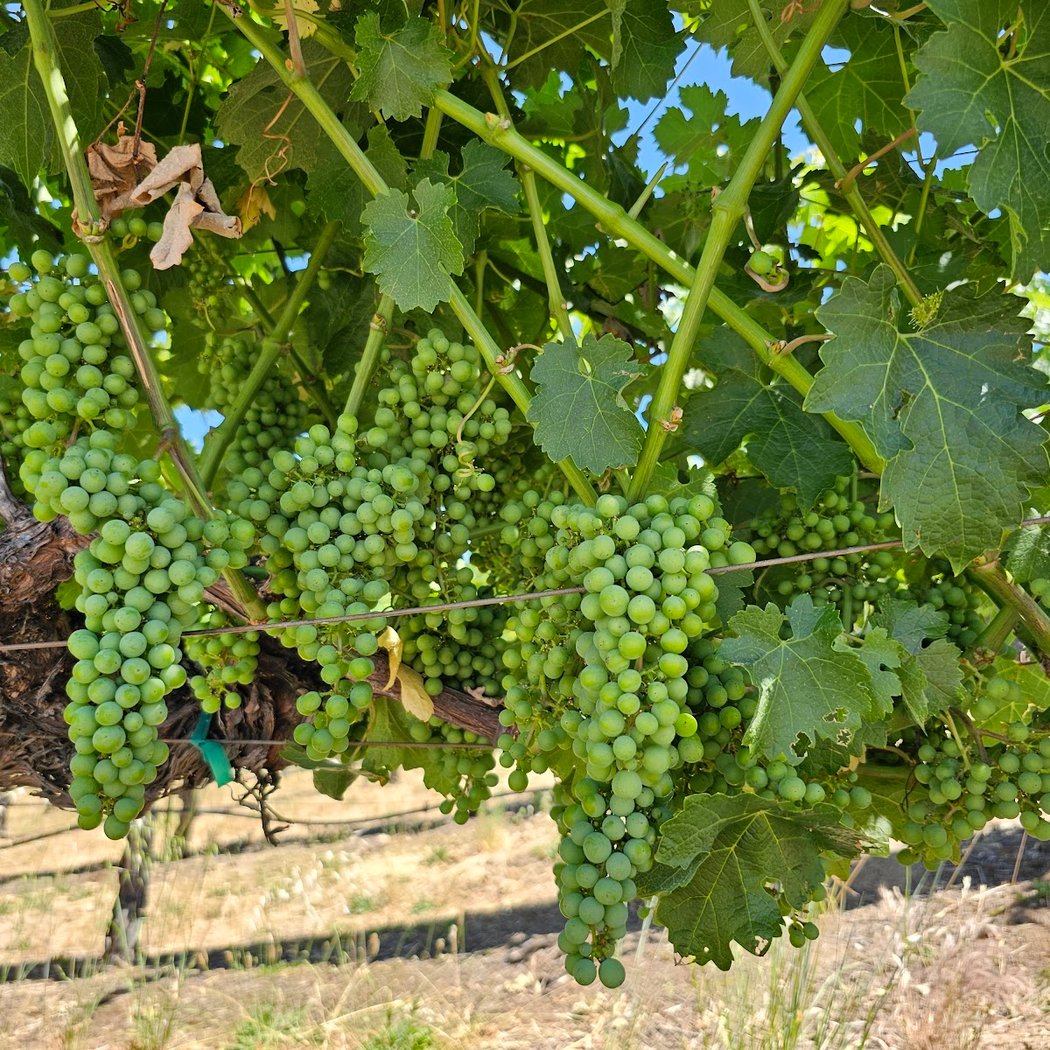 Olney Family Vineyard, Cave and Winery 3