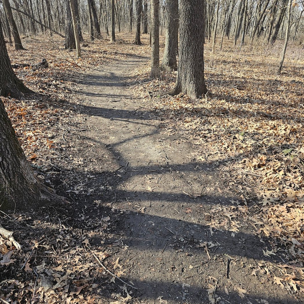 Brown's Woods 3