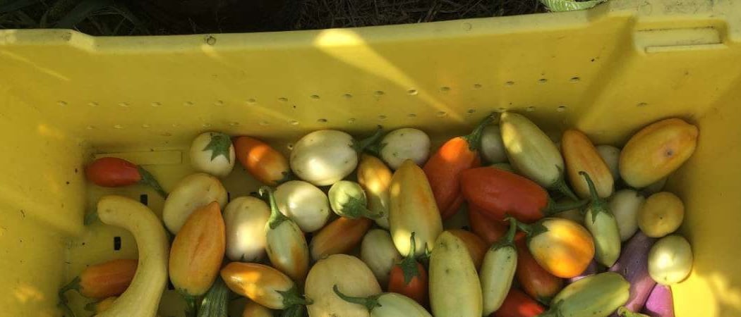 Sankofa Farm Stand at the Welcome Center