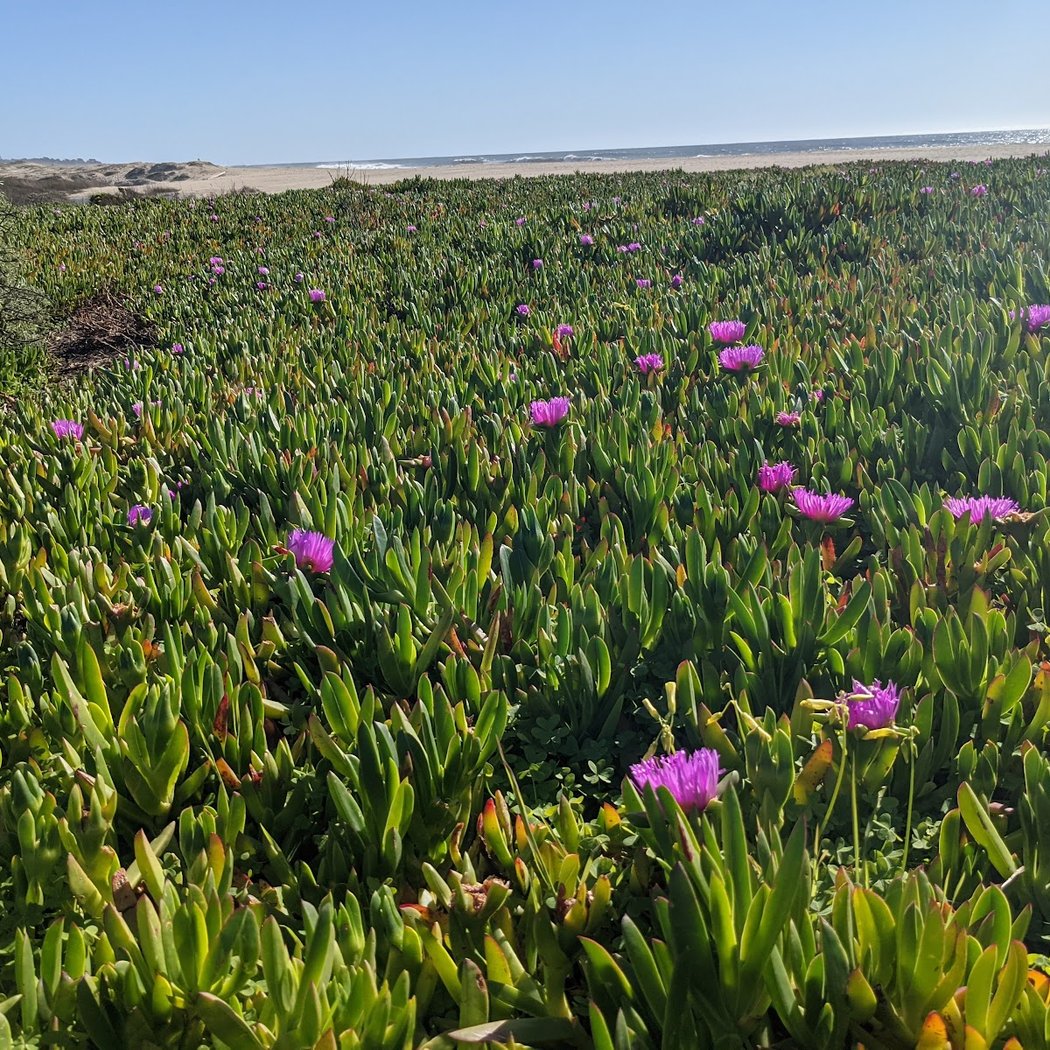 Coastal Wildflower Day 1