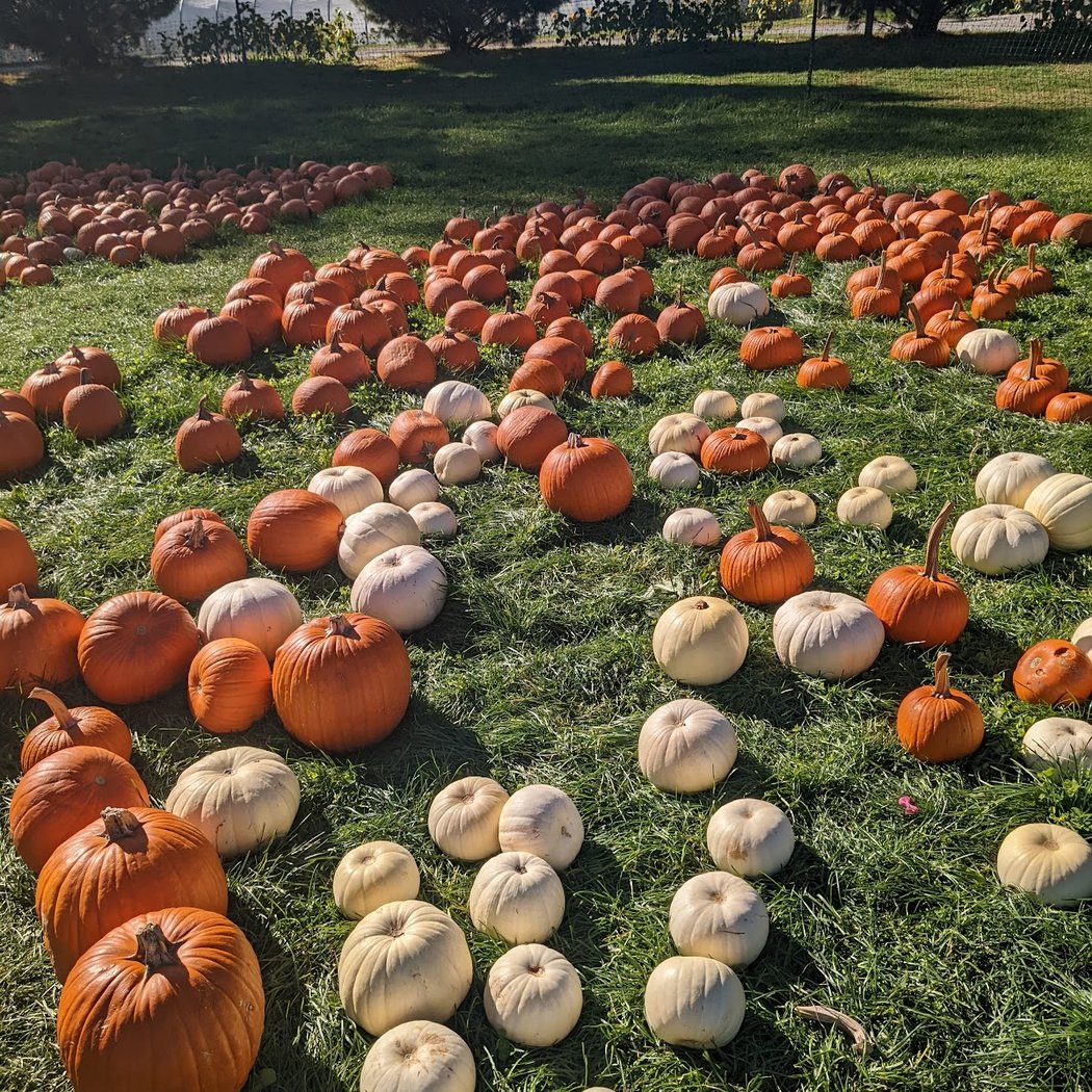 Harvest Moon Farm & Orchard 2