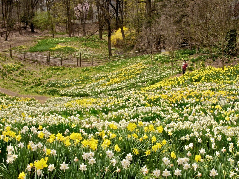 Daffodil Day Festival 2026 1