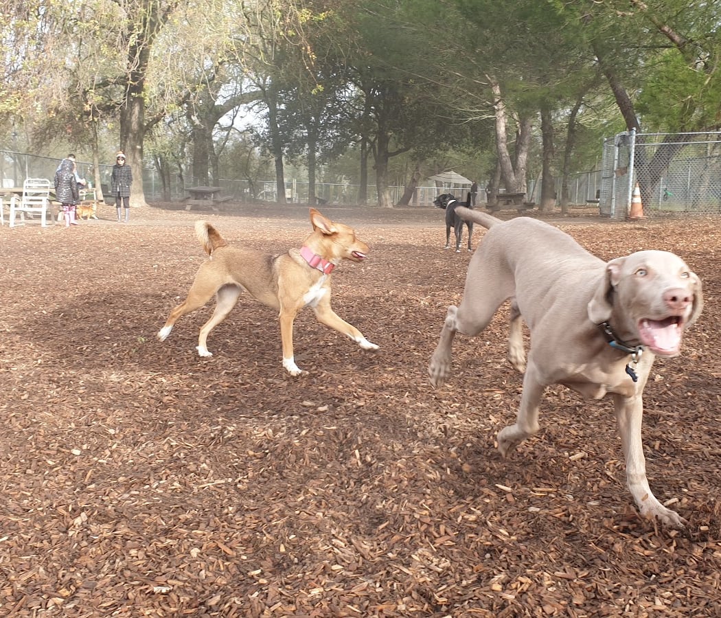Charles "Chuck" Williams Memorial Dog Park 1