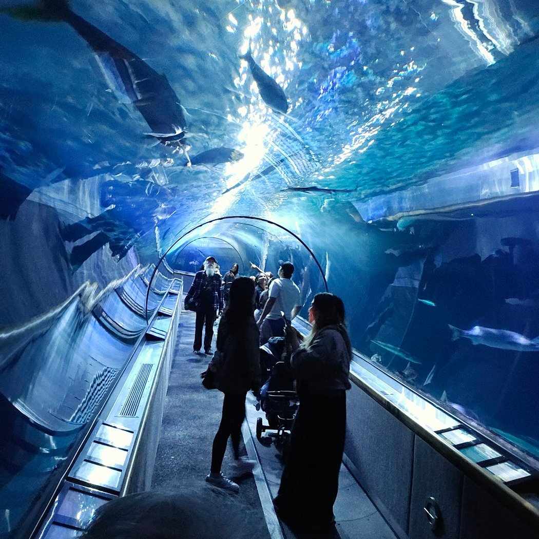 Aquarium of the Bay 3