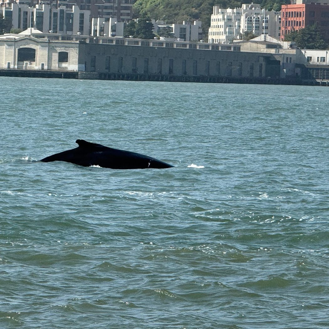 San Francisco Whale Tours 2