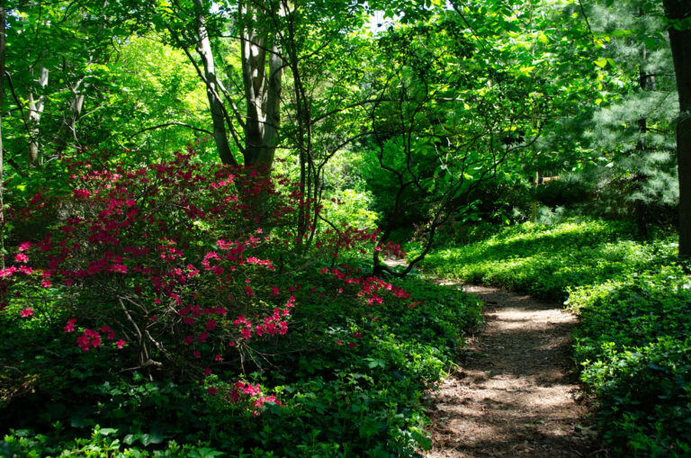 A Labyrinth in the Garden 1